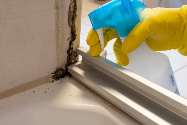 Best Basement Mold Remediation in Shenandoah Heights, PA